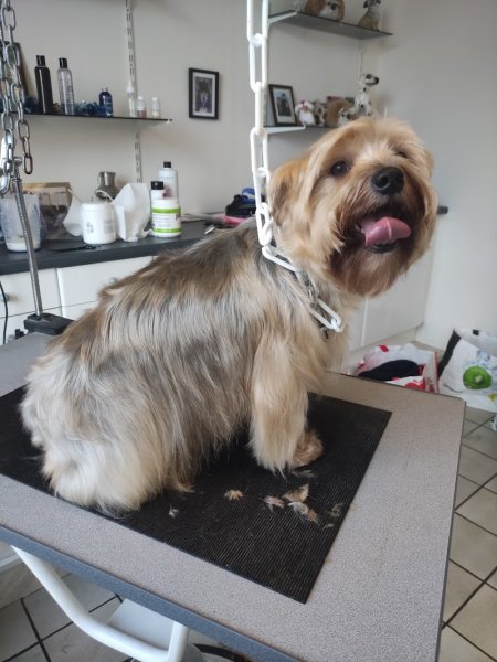 Styl Dog Doudeville - photo 2