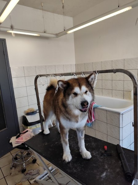 Styl Dog Doudeville - photo 3