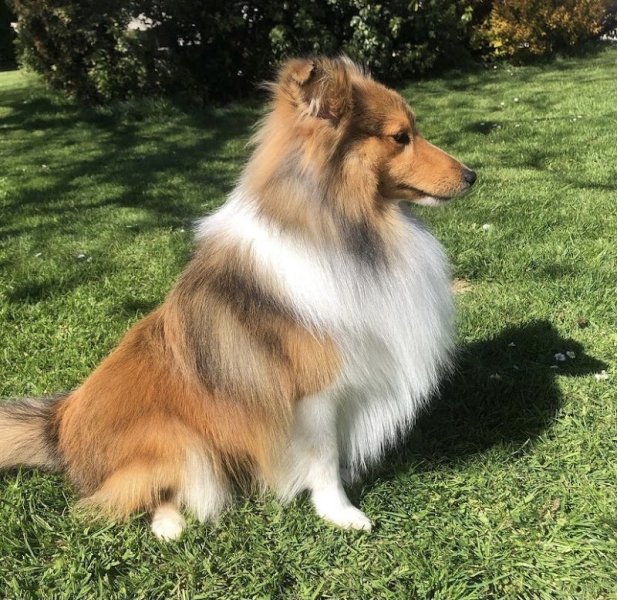 A L' Eau Les Chiens - photo 1