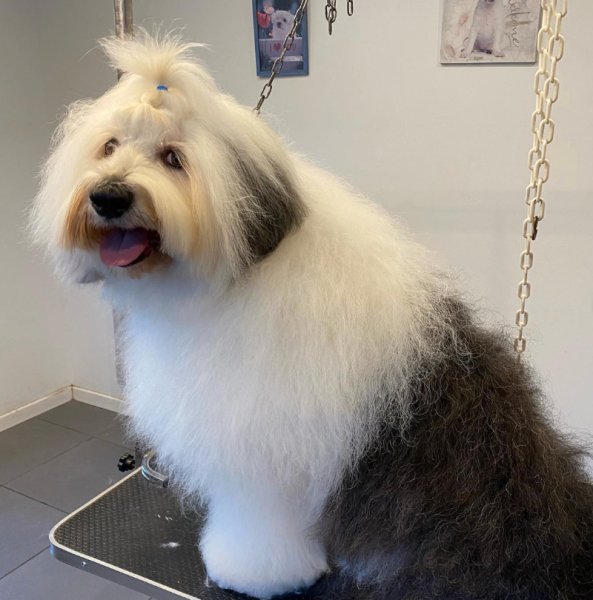 A L' Eau Les Chiens - photo 2