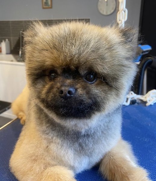 A L' Eau Les Chiens - photo 3