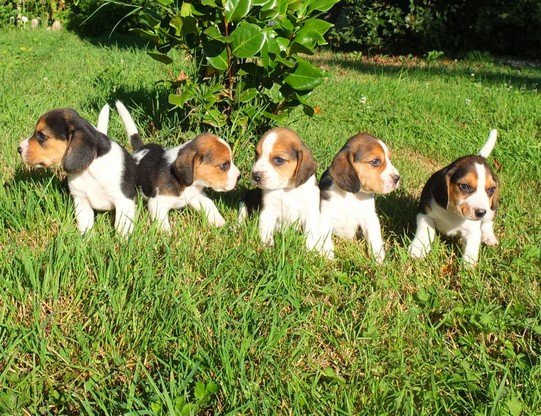 Elevage d'Ymauville elevage ymauville espace canin d'ymauville - photo 1