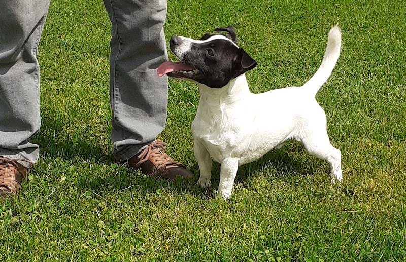 Elevage d'Ymauville elevage ymauville espace canin d'ymauville - photo 2