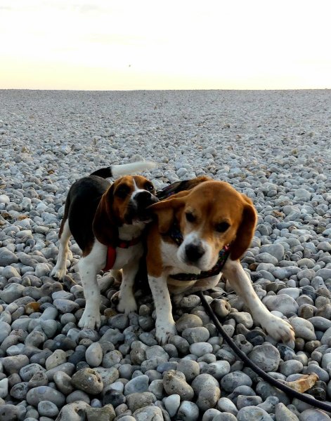 Elevage d'Ymauville elevage ymauville espace canin d'ymauville - photo 3