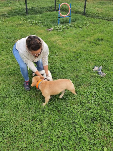 Pension pour chien à la ferme de la motte - photo 2