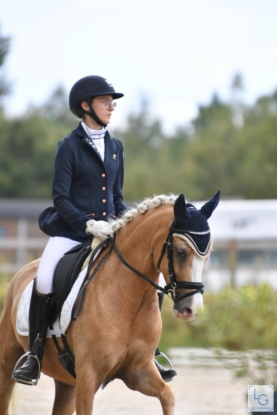Poneys de dressage MT - photo 1