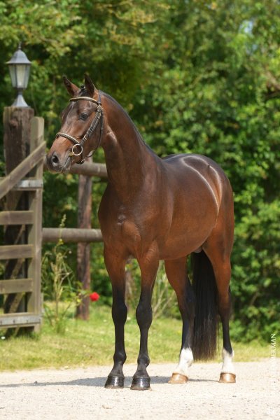 Poneys de dressage MT - photo 2