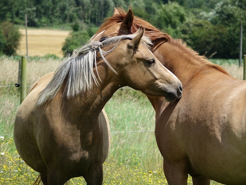Poneys de dressage MT - photo 3