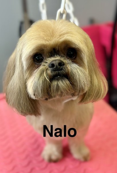 Chien Chic Valmont 76 - photo 1