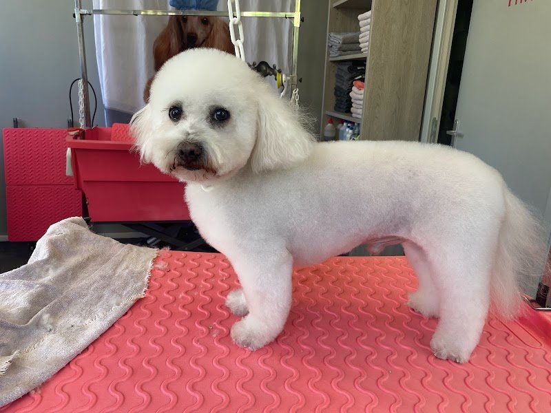 Chien Chic Valmont 76 - photo 2