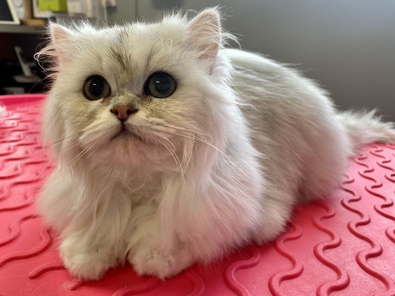 Chien Chic Valmont 76 - photo 3