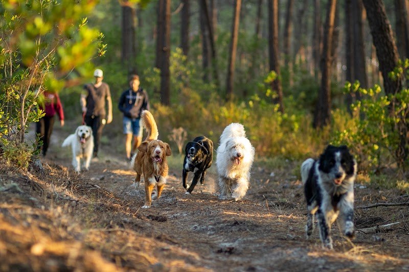 Ka'Educk - éducation, rééducation & bienveillance autour du chien.