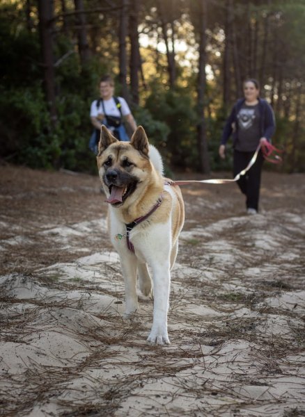 Ka'Educk - éducation, rééducation & bienveillance autour du chien. - photo 3