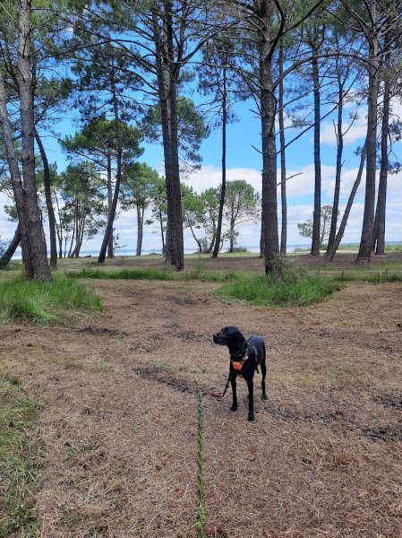 Nini et Ollie - Education canine et comportementaliste - photo 2