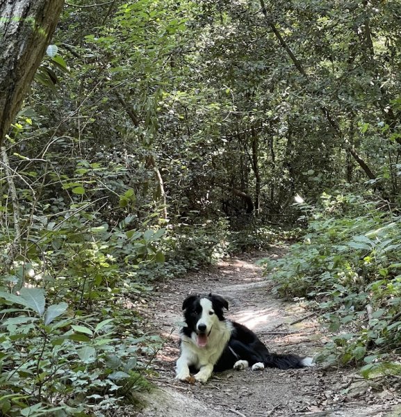 Nini et Ollie - Education canine et comportementaliste - photo 3