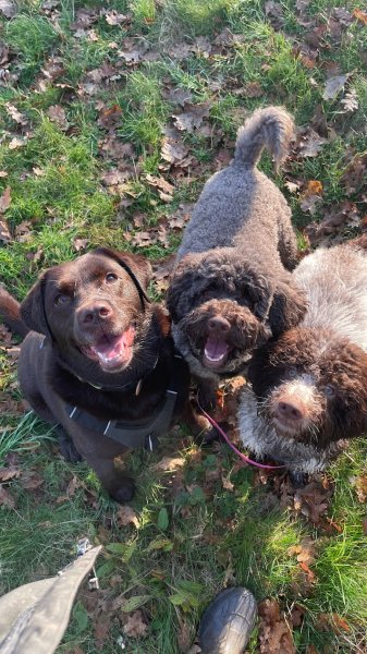 Passionnément chien - Éducation - Balades - & co’ - photo 2