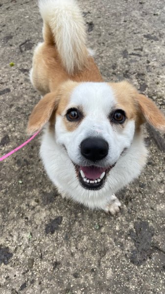 Passionnément chien - Éducation - Balades - & co’ - photo 3