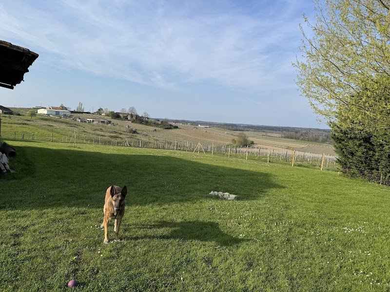 Education canine et comportementaliste canin, Gwendoline Ferrucci - photo 2