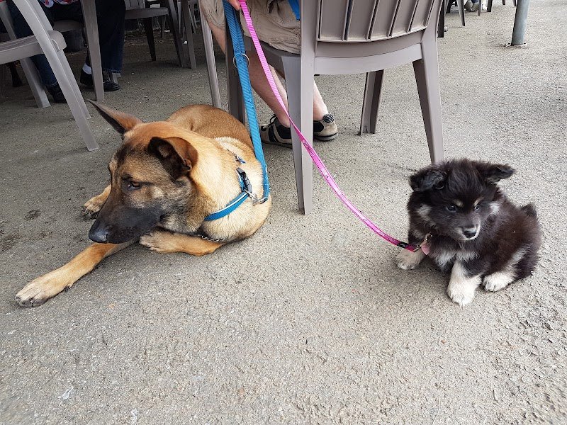 Education canine et comportementaliste canin, Gwendoline Ferrucci - photo 3