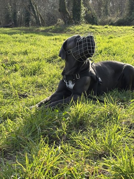 WISDOG - Educateur Comportementaliste canin