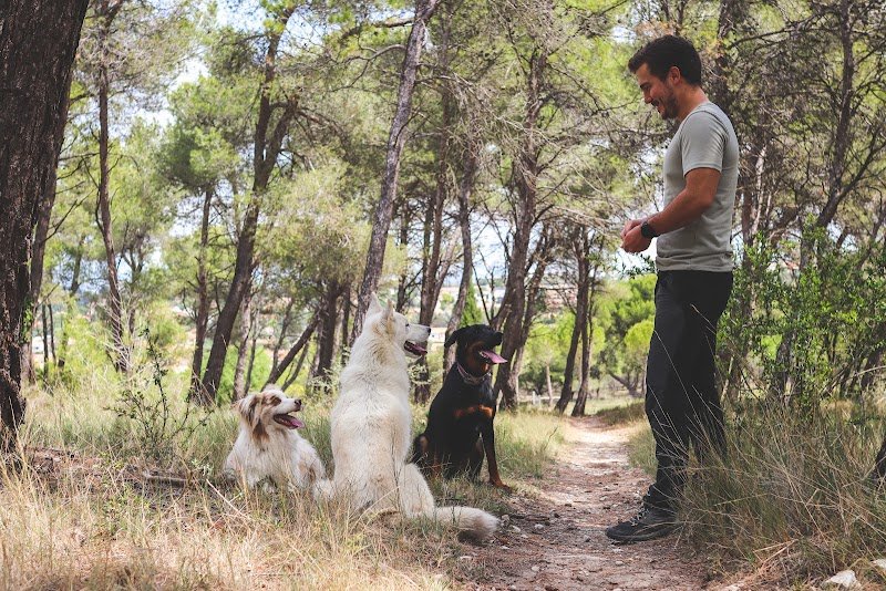 WISDOG - Educateur Comportementaliste canin - photo 3