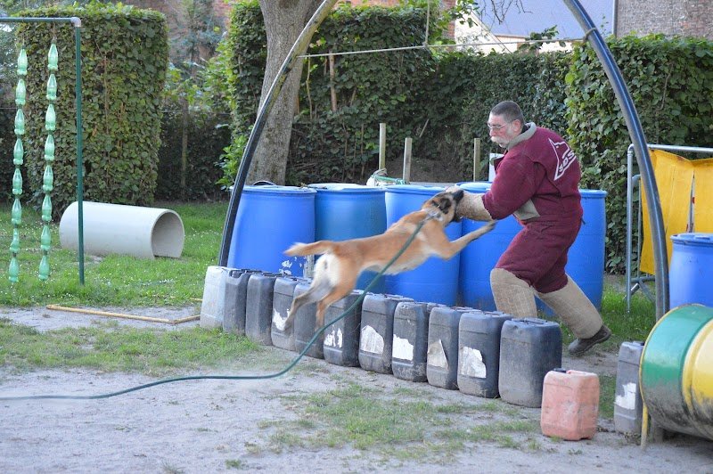 Le club de dressage du Marais