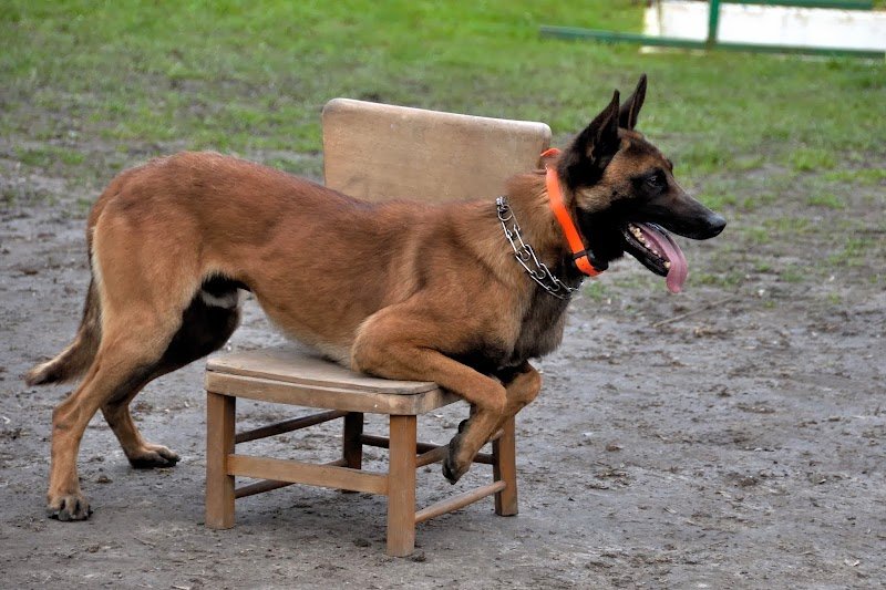 Le club de dressage du Marais - photo 2