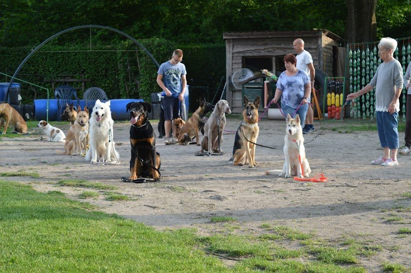 Le club de dressage du Marais - photo 3