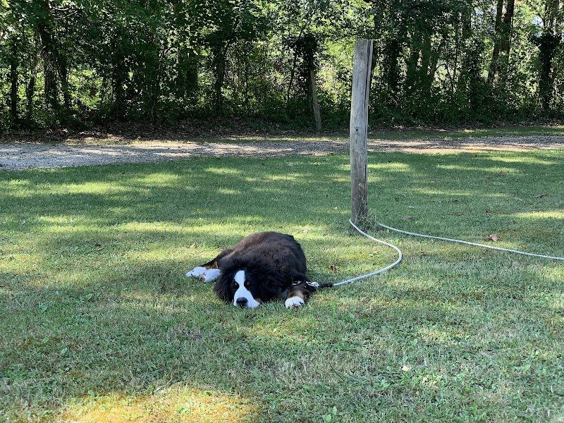 Angoulême Education Canine - photo 1