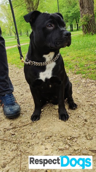 Éducateur canin RespectDogs Cognac - photo 3