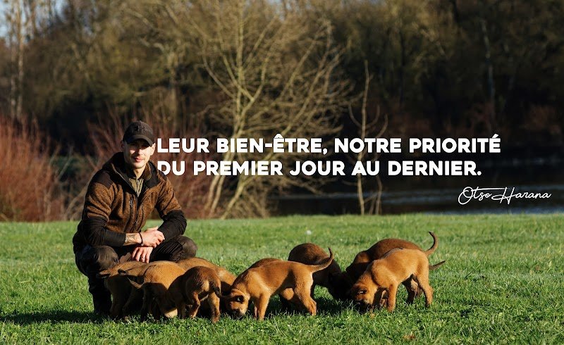 Pawsitive Dog & Otso Harana - Comportementaliste canin & éleveur