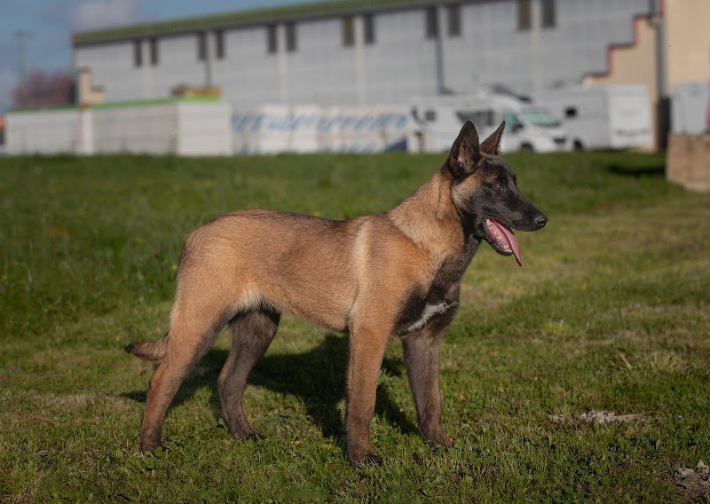 Pawsitive Dog & Otso Harana - Comportementaliste canin & éleveur - photo 2