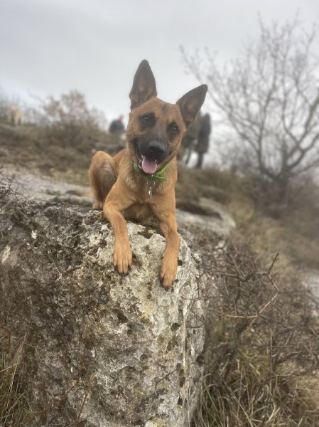 Pawsitive Dog & Otso Harana - Comportementaliste canin & éleveur - photo 3