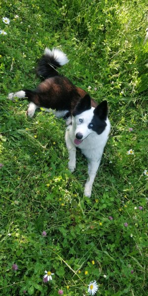 Dog's Aventures - photo 2