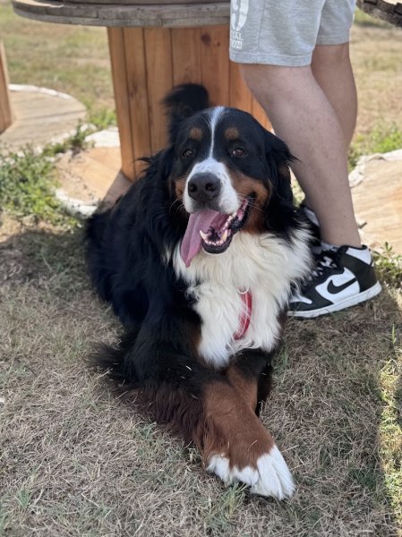 Dog's Aventures - photo 3