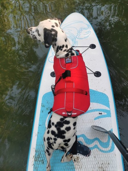 Doggy World éducateur canin Angoulême - photo 3