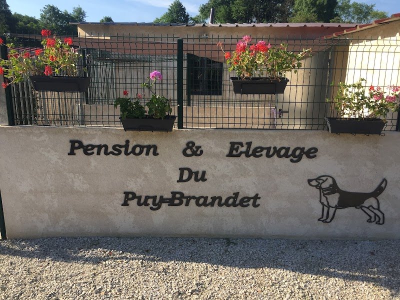 Pension Canine du Puy Brandet - photo 2