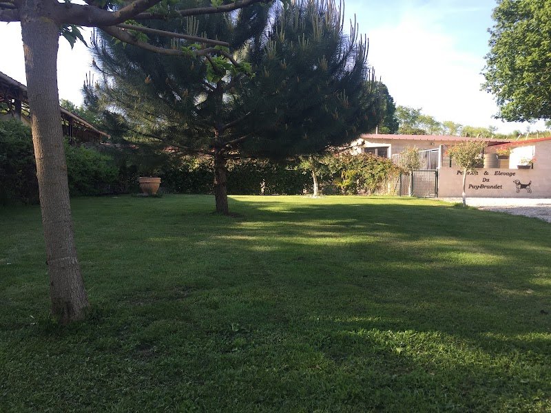 Pension Canine du Puy Brandet - photo 3