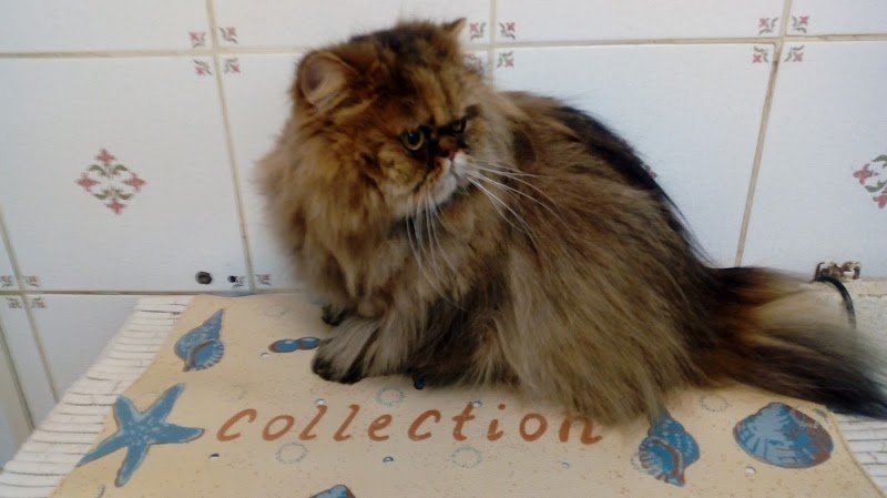 La Mistouflette : Toilettage canin et félin