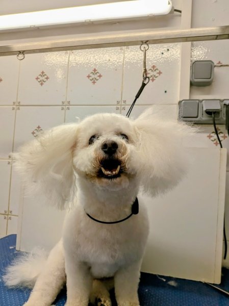 La Mistouflette : Toilettage canin et félin - photo 2