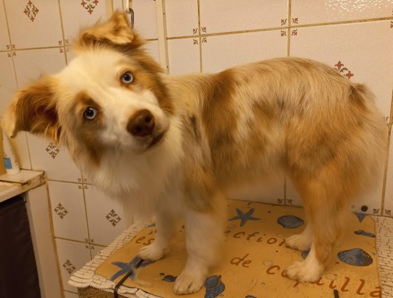 La Mistouflette : Toilettage canin et félin - photo 3