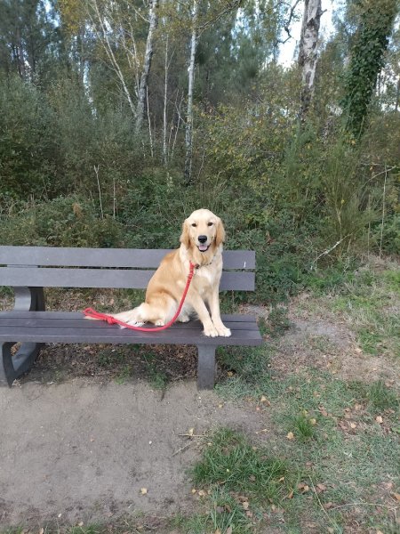 Sarah Éducatrice Canin - Jonzac et Barbezieux Saint Hilaire - Éducation canine, activités collectives et mantrailing - photo 3