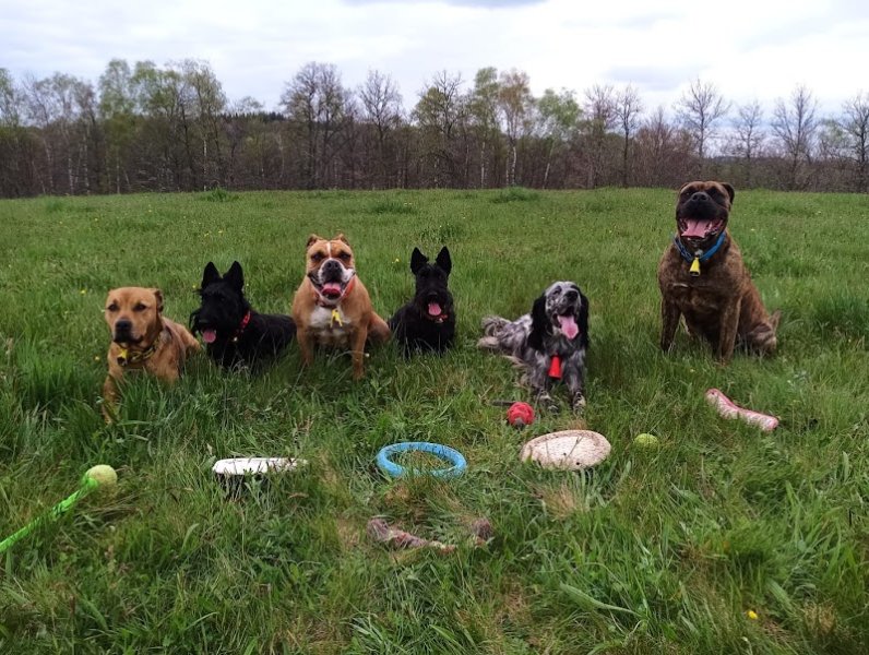 # pôle canin Artémis