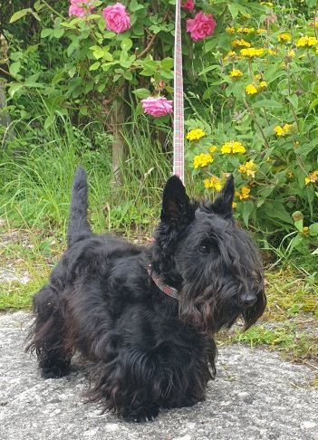 # pôle canin Artémis - photo 2