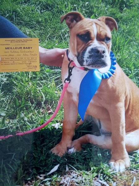 # pôle canin Artémis - photo 3