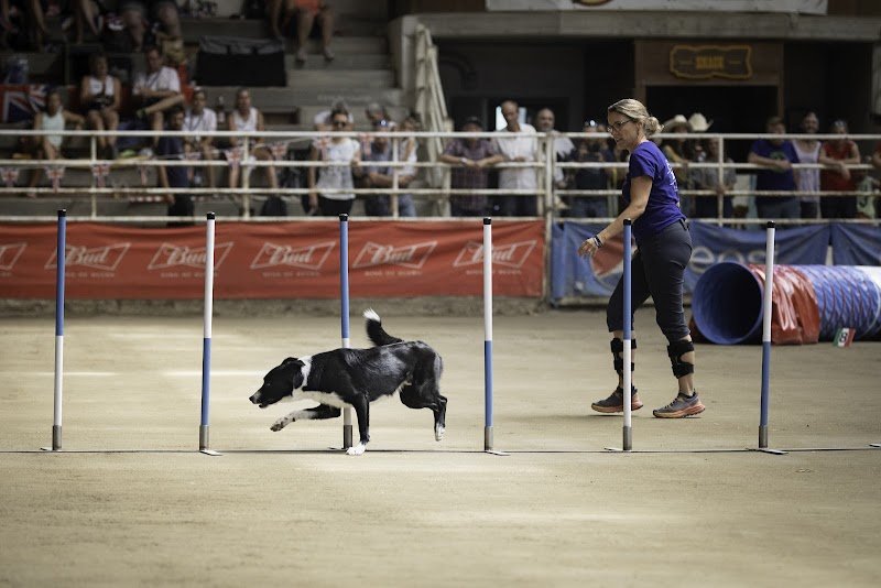 Mélie Dog Harmonie Agility-Comportement-médical training Charente