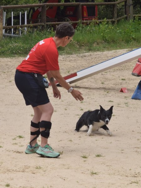 Mélie Dog Harmonie Agility-Comportement-médical training Charente - photo 3