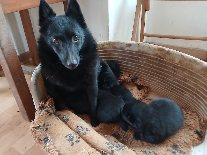 Aud Laureau, Éleveuse de Schipperkes, BB Malinois, Rottweiler et Bergers Australiens et éducatrice comportementaliste canin - photo 2