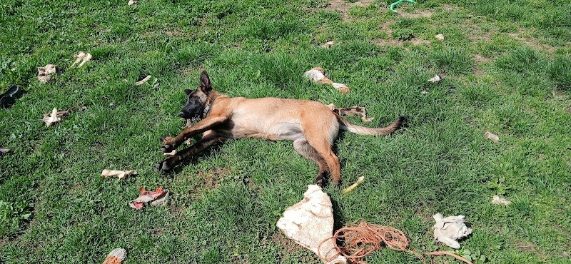 Aud Laureau, Éleveuse de Schipperkes, BB Malinois, Rottweiler et Bergers Australiens et éducatrice comportementaliste canin - photo 3