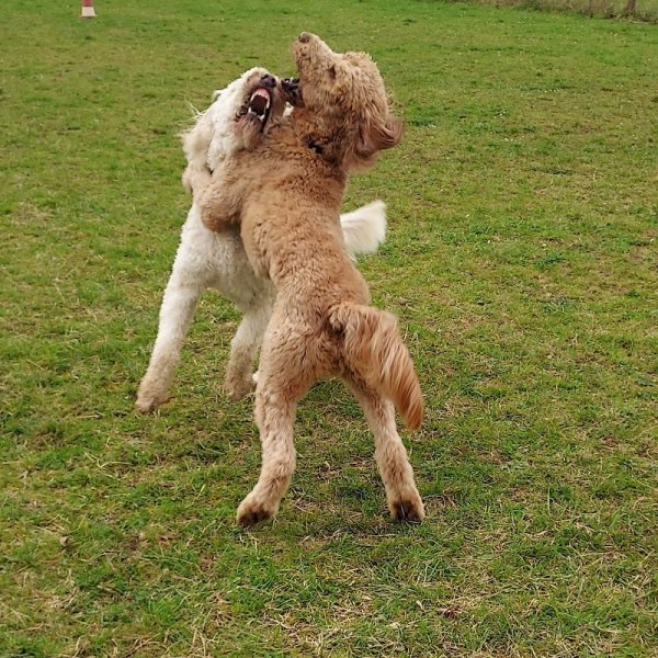 CaniParc 16 - Dog Park - photo 1